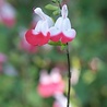Salvia Salvia microphylla 'Hot Lips' Salvia Salvia microphylla 'Hot Lips'