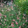 Salvia Salvia microphylla 'Hot Lips' Salvia Salvia microphylla 'Hot Lips'