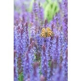 Salvia nemorosa 'Blauhugel'