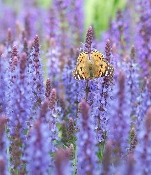 Salvia nemorosa 'Blauhugel'