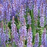 Salvia Salvia nemorosa 'Blauhugel' Salvia Salvia nemorosa 'Blauhugel'
