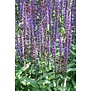 Salvia nemorosa 'Caradonna'