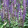 Salvia Salvia nemorosa 'Caradonna' Salvia Salvia nemorosa 'Caradonna'