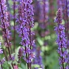 Salvia Salvia nemorosa 'Caradonna' Salvia Salvia nemorosa 'Caradonna'
