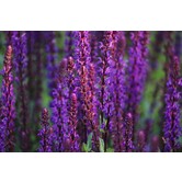 Salvia nemorosa 'Ostfriesland'