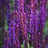 Salvia Salvia nemorosa 'Ostfriesland' Salvia Salvia nemorosa 'Ostfriesland'