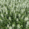 Salvia Salvia nemorosa 'Schneehügel' Salvia Salvia nemorosa 'Schneehügel'