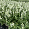 Salvia Salvia nemorosa 'Schneehügel' Salvia Salvia nemorosa 'Schneehügel'