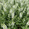 Salvia Salvia nemorosa 'Schneehügel' Salvia Salvia nemorosa 'Schneehügel'