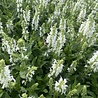 Salvia Salvia nemorosa 'Schneehügel' Salvia Salvia nemorosa 'Schneehügel'