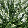 Salvia Salvia nemorosa 'Schneehügel' Salvia Salvia nemorosa 'Schneehügel'