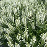 Salvia Salvia nemorosa 'Schneehügel' Salvia Salvia nemorosa 'Schneehügel'