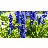 Salvia nemorosa 'Viola Klose'