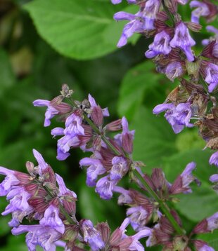 Salvia officinalis