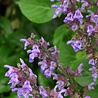 Salvia Salvia officinalis Salvia Salvia officinalis