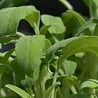 Salvia Salvia officinalis Salvia Salvia officinalis
