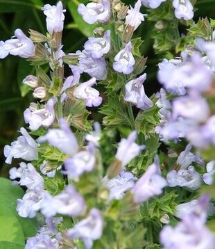 Salvia officinalis 'Berggarten'