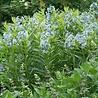 Salvia Salvia officinalis 'Berggarten' Salvia Salvia officinalis 'Berggarten'