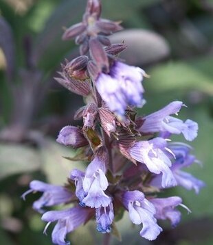 Salvia officinalis 'Purpurascens'