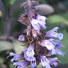 Salvia Salvia officinalis 'Purpurascens' Salvia Salvia officinalis 'Purpurascens'