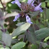 Salvia Salvia officinalis 'Purpurascens' Salvia Salvia officinalis 'Purpurascens'