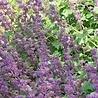 Salvia Salvia verticillata 'Purple Rain' Salvia Salvia verticillata 'Purple Rain'