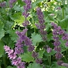 Salvia Salvia verticillata 'Purple Rain' Salvia Salvia verticillata 'Purple Rain'
