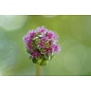 Sanguisorba officinalis 'Pink Tanna'