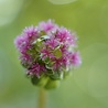 Sanguisorba Sanguisorba officinalis 'Pink Tanna' Sanguisorba Sanguisorba officinalis 'Pink Tanna'