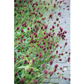 Sanguisorba officinalis 'Tanna'