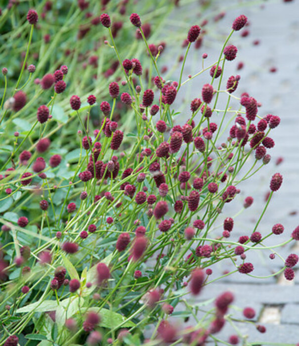 Sanguisorba Sanguisorba officinalis 'Tanna'