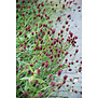 Sanguisorba officinalis 'Tanna'