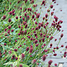 Sanguisorba Sanguisorba officinalis 'Tanna' Sanguisorba Sanguisorba officinalis 'Tanna'