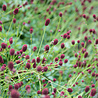 Sanguisorba Sanguisorba officinalis 'Tanna' Sanguisorba Sanguisorba officinalis 'Tanna'