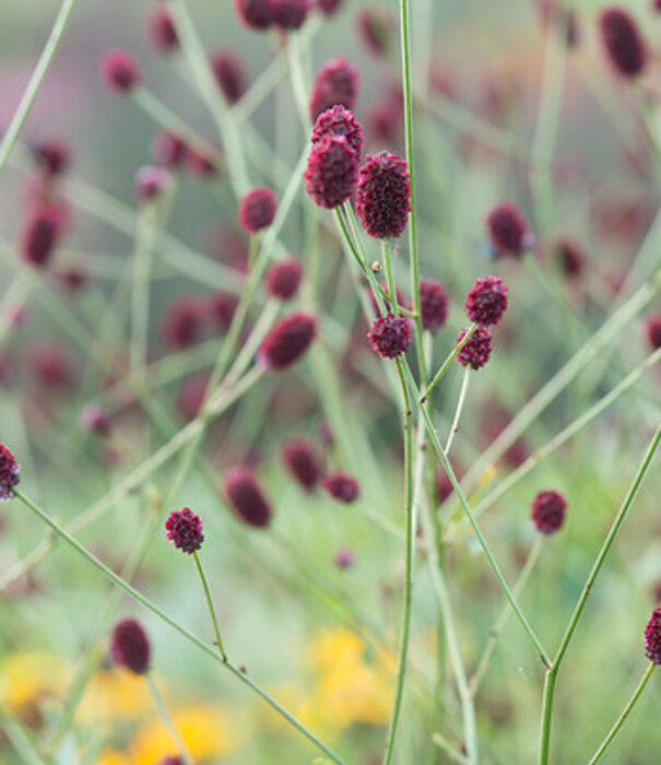Sanguisorba Sanguisorba officinalis 'Tanna'