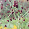 Sanguisorba Sanguisorba officinalis 'Tanna' Sanguisorba Sanguisorba officinalis 'Tanna'