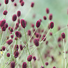Sanguisorba Sanguisorba officinalis 'Tanna' Sanguisorba Sanguisorba officinalis 'Tanna'