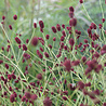 Sanguisorba Sanguisorba officinalis 'Tanna' Sanguisorba Sanguisorba officinalis 'Tanna'