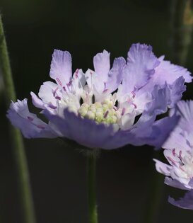 Scabiosa columbaria 'Butterfly Blue'