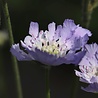 Scabiosa Scabiosa columbaria 'Butterfly Blue' Scabiosa Scabiosa columbaria 'Butterfly Blue'