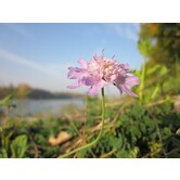 Scabiosa columbaria 'Pink Mist'