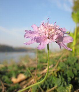 Scabiosa columbaria 'Pink Mist'