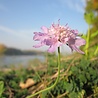 Scabiosa Scabiosa columbaria 'Pink Mist' Scabiosa Scabiosa columbaria 'Pink Mist'