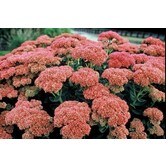 Sedum 'Herbstfreude'