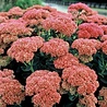 Sedum Sedum 'Herbstfreude' Sedum Sedum 'Herbstfreude'