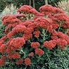 Sedum Sedum 'Herbstfreude' Sedum Sedum 'Herbstfreude'