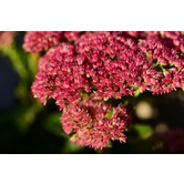 Sedum 'José Aubergine'