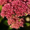 Sedum Sedum 'José Aubergine' Sedum Sedum 'José Aubergine'