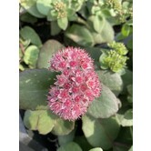 Sedum 'Matrona'