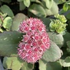 Sedum Sedum 'Matrona' Sedum Sedum 'Matrona'